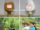 綠原酸提取項(xiàng)目建議