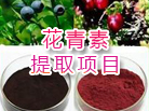 花青素提取項(xiàng)目